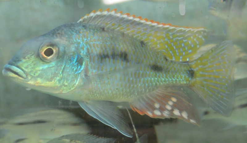 Lethrinops chilingali 'Lake Chilingali'